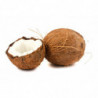 EXO NOIX DE COCO