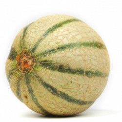MELON CHARENTAIS cal...