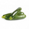 COURGETTE LONGUE VERTE CALIBRE 14/21 SERRES NON CHAUFFEES