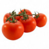 TOMATE RONDE EN GRAPPE  SERRES NON CHAUFEES