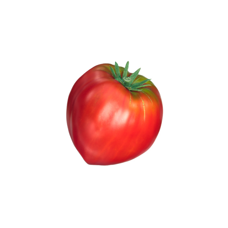 TOMATE CUOR DI BUE ALLONGEE POPULATION SERRES NON CHAUFEES