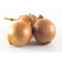 OIGNON JAUNE 40/60