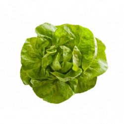 SALADE LAITUE BLONDE