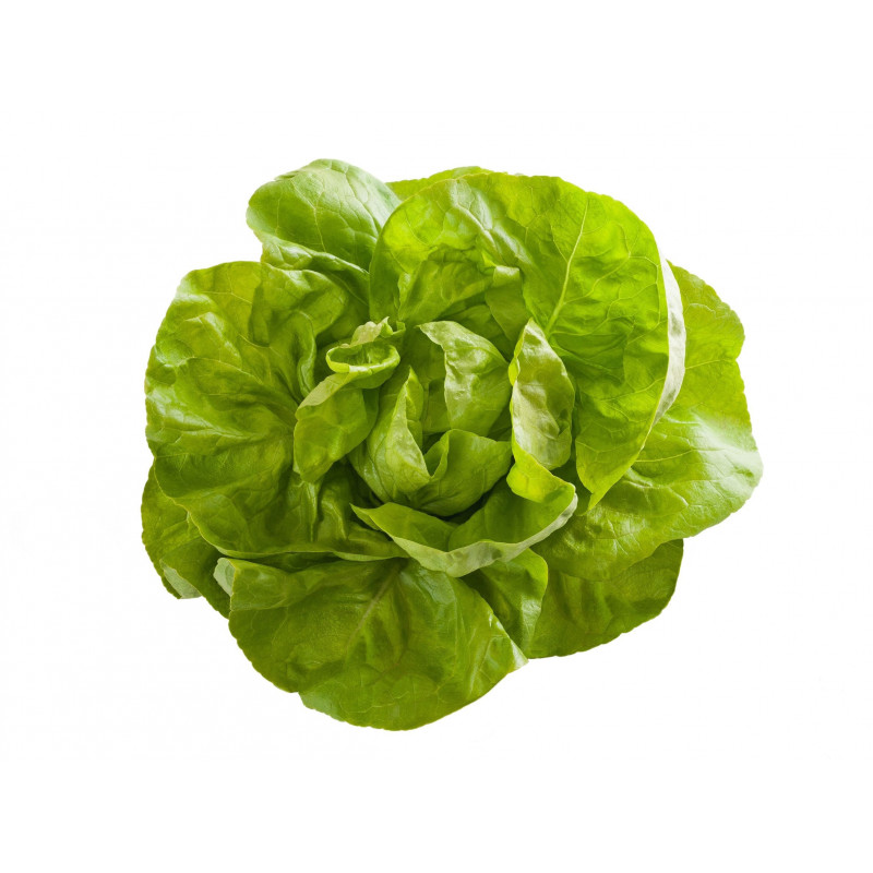 SALADE LAITUE BLONDE