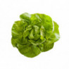 SALADE LAITUE BLONDE