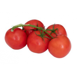 TOMATE RONDE GRAPPE SERRES...