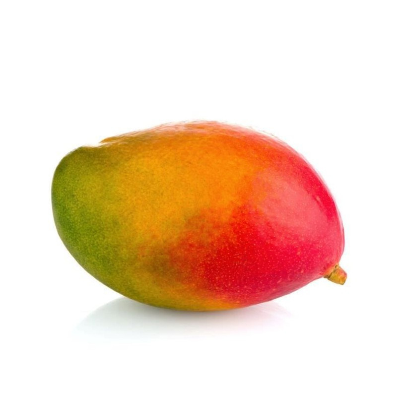 EXO MANGUE KENT 400gr LA PIECE ENVIRON