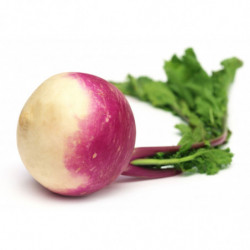 NAVET VIOLET ROND PRIMEUR