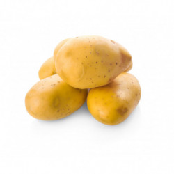 POMME DE TERRE PRIMEURS...