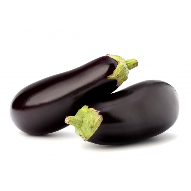 AUBERGINE NOIRE SERRES NON CHAUFFEES
