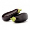 AUBERGINE NOIRE SERRES NON CHAUFFEES