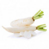 RADIS BLANC LONG DAIKON PRINCE DE BRETAGNE®