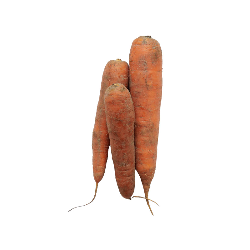 CAROTTE NON LAVEE SABLE