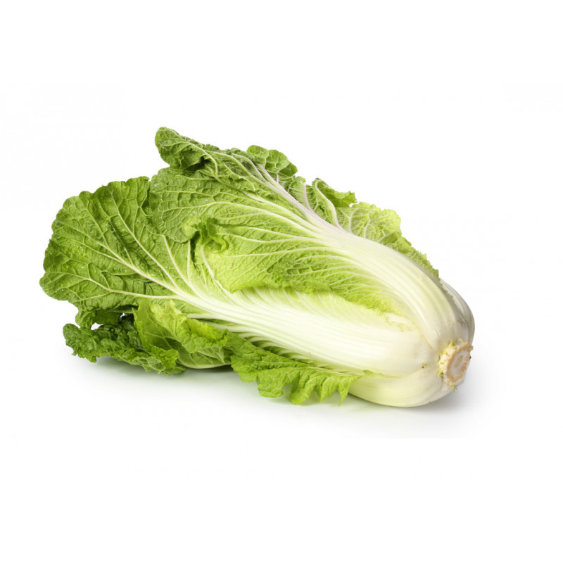 CHOU CHINOIS PEH TSAI PRINCE DE BRETAGNE®