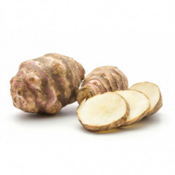 TOPINAMBOUR PRINCE DE BRETAGNE