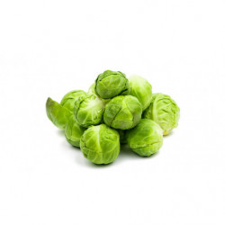 CHOU DE BRUXELLES PRINCE DE...