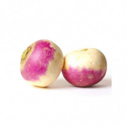 NAVET VIOLET  PRINCE DE BRETAGNE®