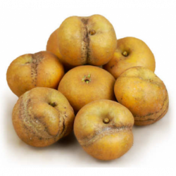 POMME PATTE DE LOUP CAL 135+