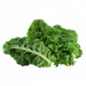 CHOU KALE VERT PRINCE DE BRETAGNE®
