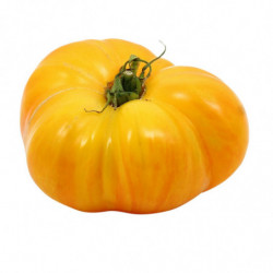 TOMATE COTELEE JAUNE...