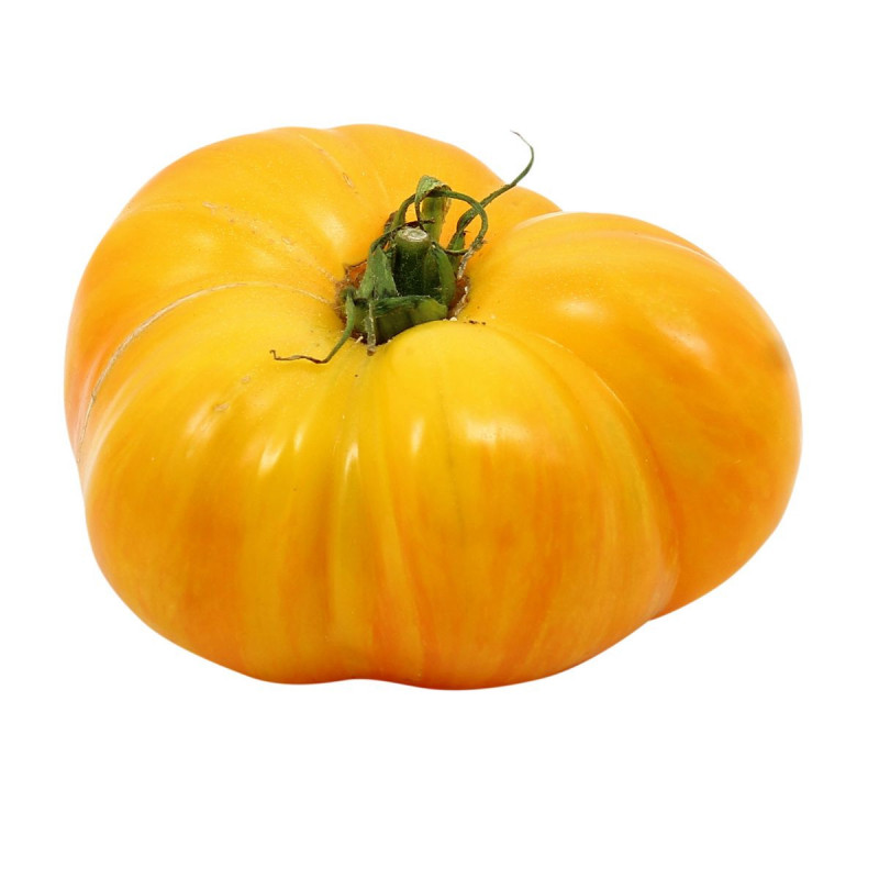 TOMATE COTELEE JAUNE HYBRIDE SERRES NON CHAUFFEES