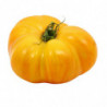 TOMATE COTELEE JAUNE HYBRIDE SERRES NON CHAUFFEES