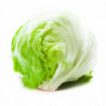 SALADE ICEBERG PLEIN CHAMP PRINCE DE BRETAGNE®