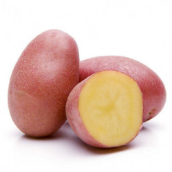 POMME DE TERRE PRIMEUR...