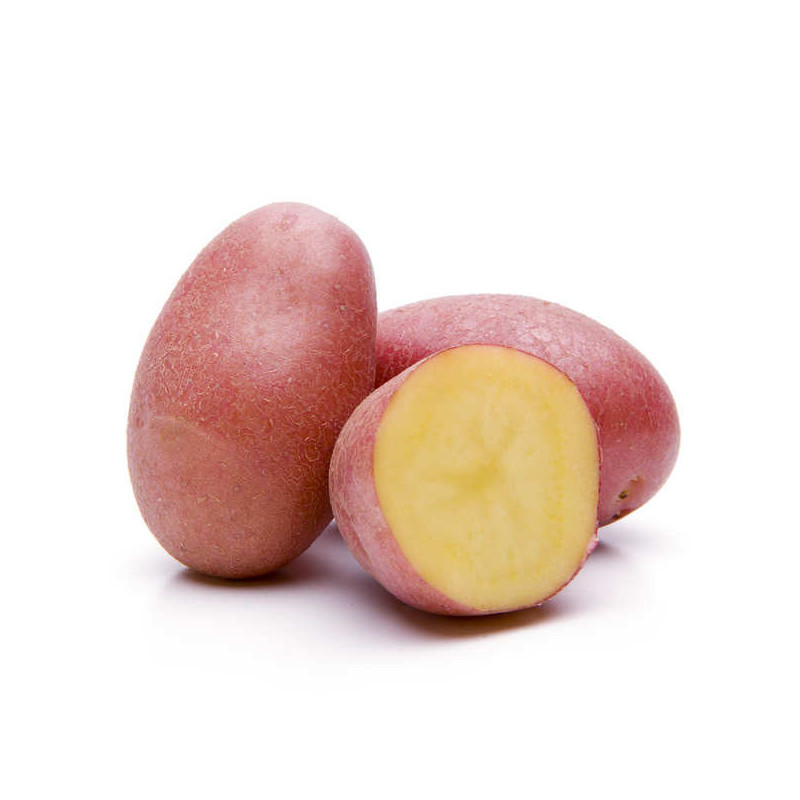 POMME DE TERRE PRIMEUR ROUGE RUBIS PRINCE DE BRETAGNE  35+