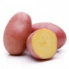 POMME DE TERRE PRIMEUR ROUGE RUBIS PRINCE DE BRETAGNE  35+