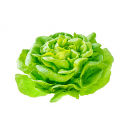 S.LAITUE BLONDE  MARAICHERS...