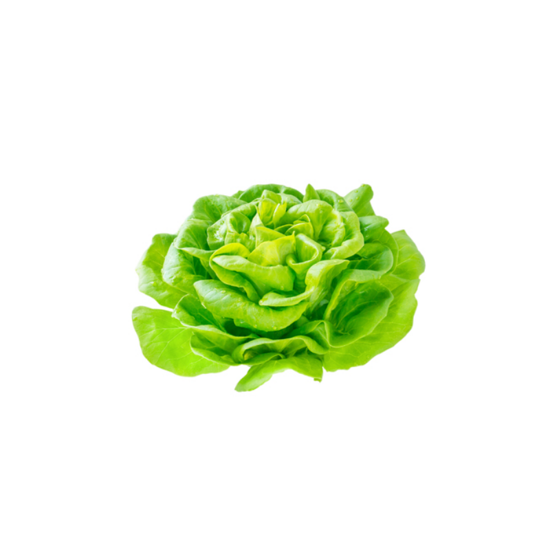 S.LAITUE BLONDE  MARAICHERS BIO DE BRETAGNE®