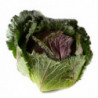CHOU VERT FRISE DE PONTOISE CALIBRE MOYEN