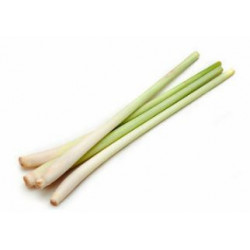 EXO CITRONNELLE 2 BATONS