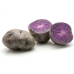 POMME DE TERRE DE CONSOMMATION BLEUE ULYSSE CALIBRE 35+ CHAIR FERME