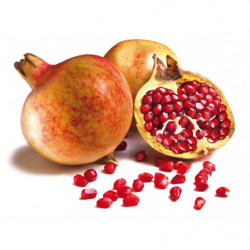 EXO GRENADE MOLLAR 12P