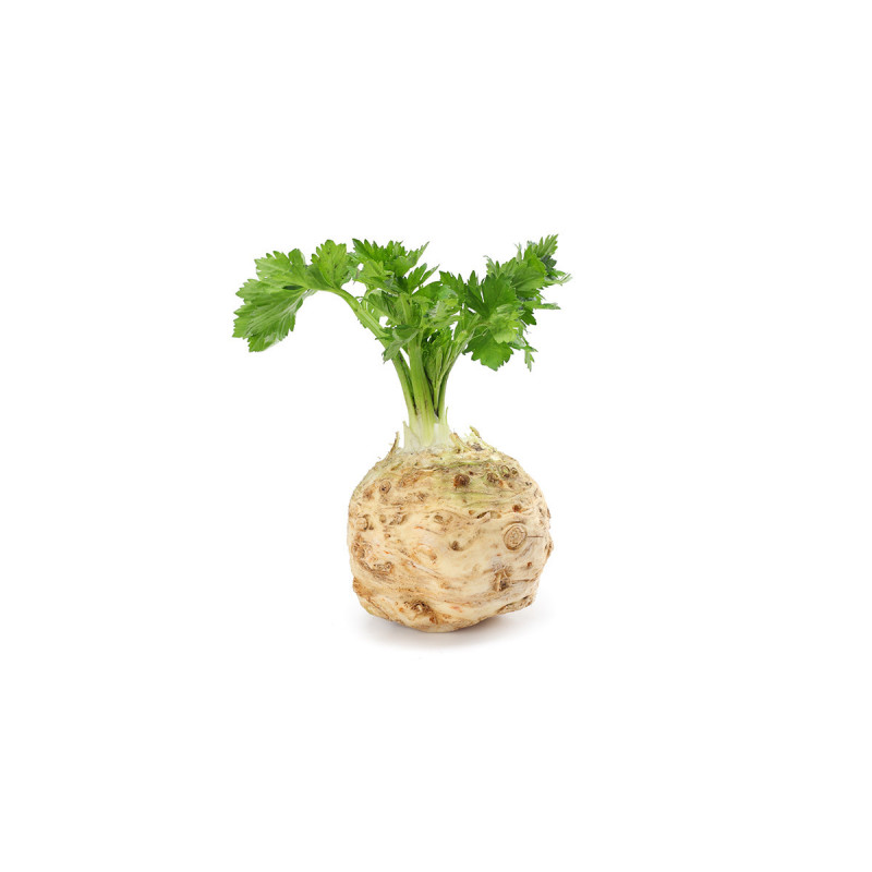 CELERI RAVE PRINCE DE BRETAGNE®