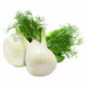 FENOUIL BIO BREIZH