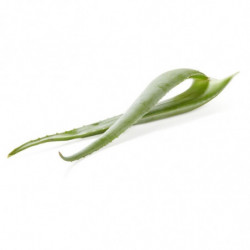 ALOE VERA à la pièce