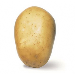 POMME DE TERRE  PRIMEUR...