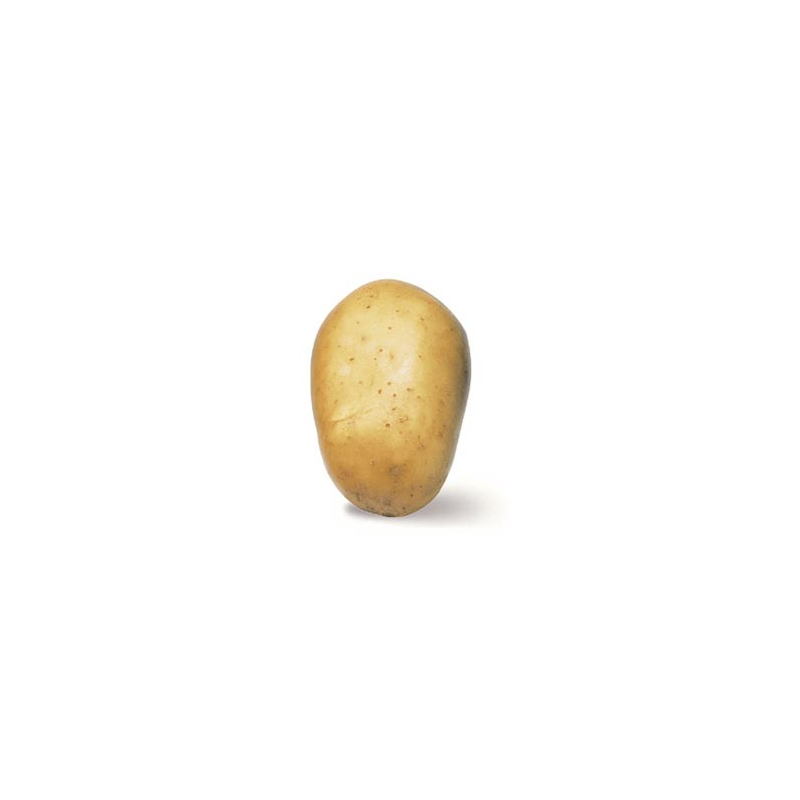 POMME DE TERRE  PRIMEUR ACOUSTIC ILE DE BATZ