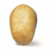 POMME DE TERRE  PRIMEUR ACOUSTIC ILE DE BATZ